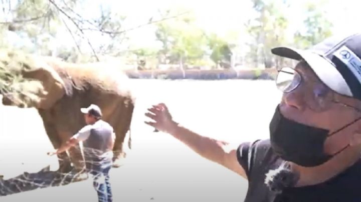 El corral de fierro era solo para baño, no vivía ahí la elefanta, asegura encargado de Annie