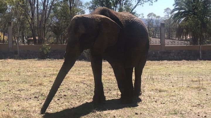 El Zoológico de León será el hogar temporal de Annie la elefanta