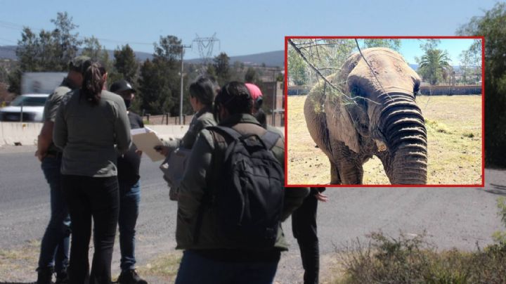 Profepa rescata a la elefanta Annie