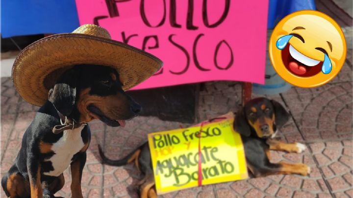 Eliot Veneno, el lomito viral que anuncia el negocio de sus dueños para vender más | FOTOS