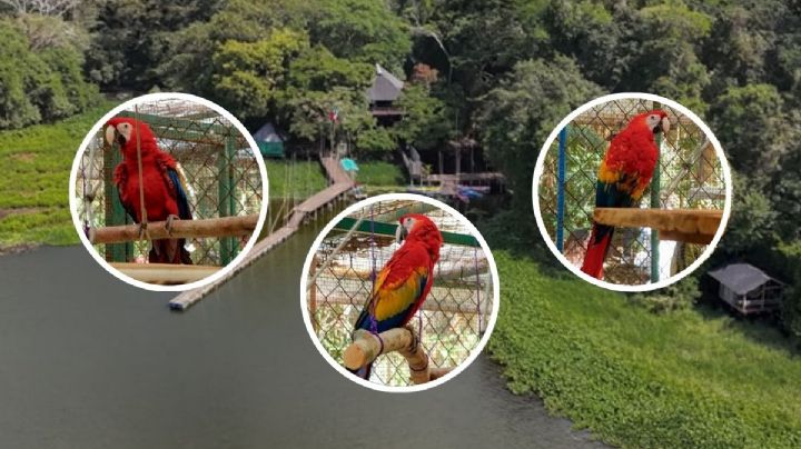 Liberarán a 3 guacamayas rojas en la Reserva de Nanciyaga; esto se sabe