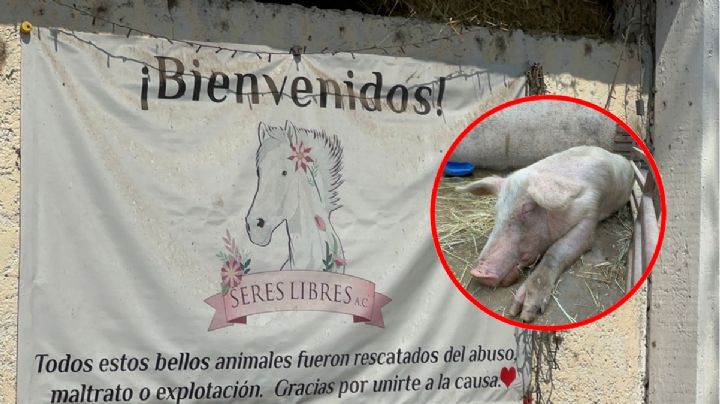 Trasladarán cerditos rescatados de accidente a refugio en Edomex