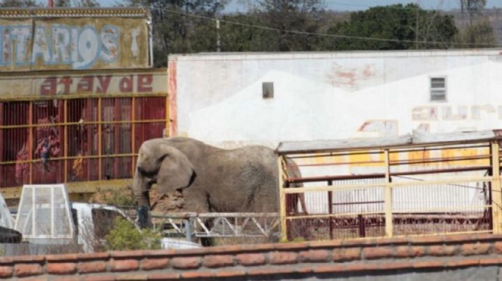 Rescate de Annie: ¿A dónde la van a llevar?, Semarnat explica