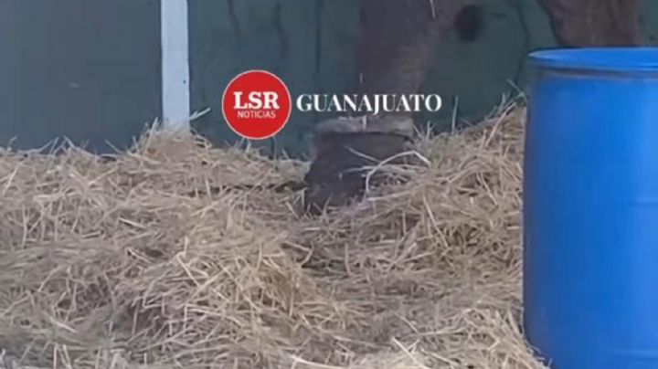 Encuentran amarrada a la elefanta Annie | VIDEO