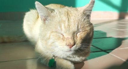 La lucha del gatito Freddie: se contagió de Sida Felino en las calles de León
