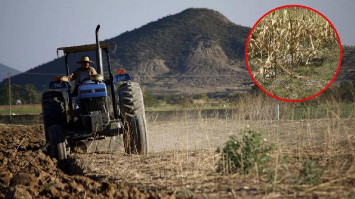 Crisis en el campo mexicano: Día del Agrónomo, nada que celebrar, reclaman