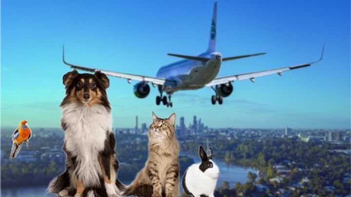 ¿Qué necesito para viajar en avión con mi mascota en vacaciones de Semana Santa 2024?