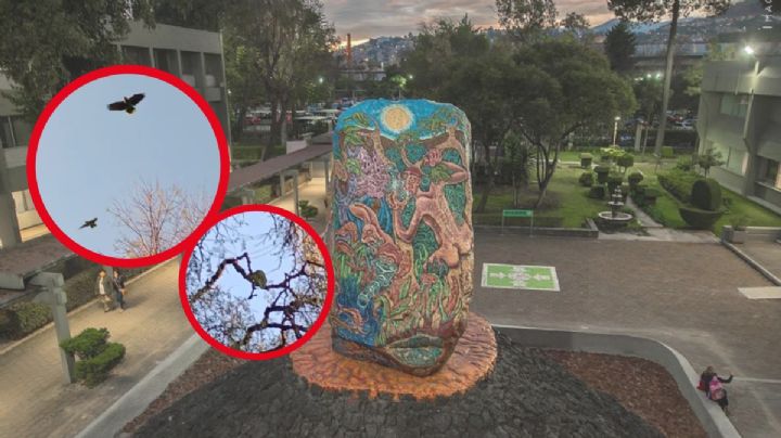 FES Acatlán UNAM: Alumna capta loros en árboles | VIDEOS