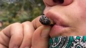 Foto ilustrativa de la nota titulada: Alemania dice SÍ al uso recreativo de cannabis con 407 votos a favor