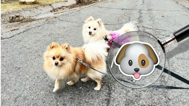 Los mejores parques para mascotas en la CDMX y Edomex