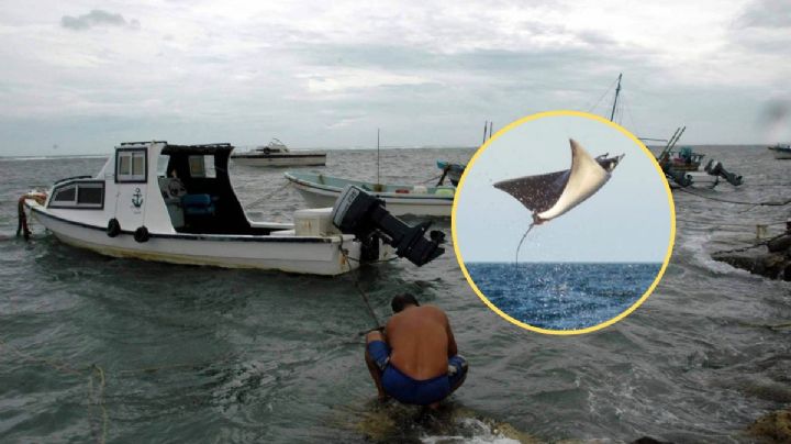 Pescadores grabaron a enorme mantarraya en playas de Alvarado, Veracruz