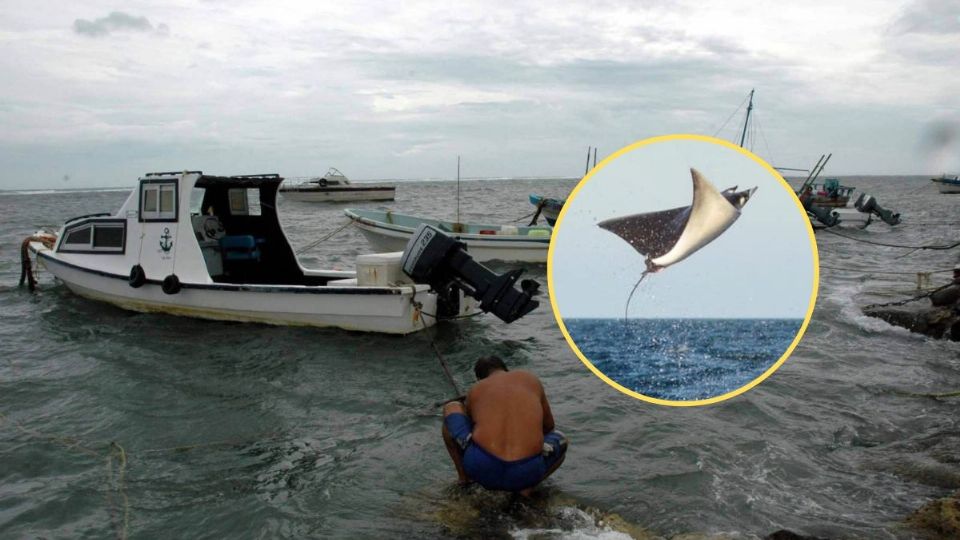 Pescadores la vieron y lograron grabarla en el agua