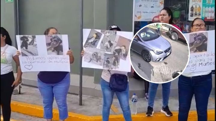 Piden donaciones para pagar cirugía de Muñeca, perrita atropellada en Veracruz