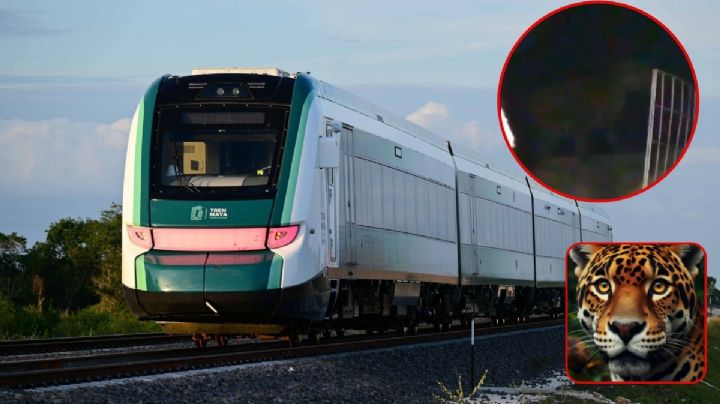 Jaguar merodea en casa de Cancún ¿culpa del Tren Maya? Esto pasó | VIDEO