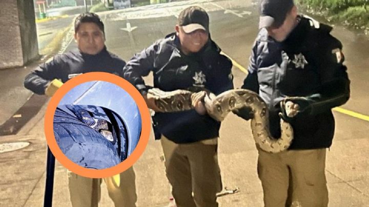Hallan boa escondida en cofre de auto en fraccionamiento Monte Magno de Xalapa
