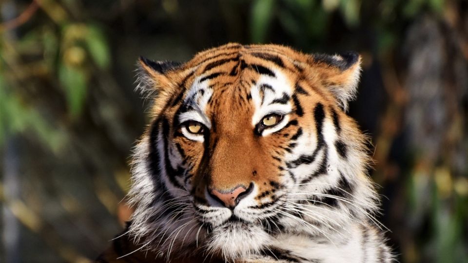 Encuentran a un tigre en una casa de Monterrey