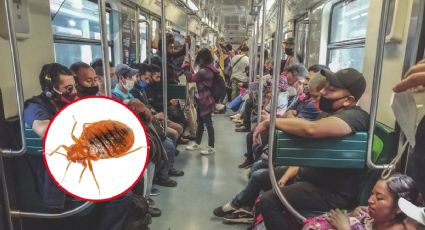 ¿Regresaron las chinches al Metro de la CDMX? Esto sabemos