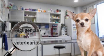 Denuncian presunta negligencia en veterinaria de Pachuca; perrita murió