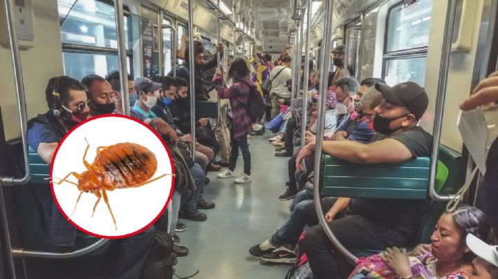 ¿Regresaron las chinches al Metro de la CDMX? Esto sabemos