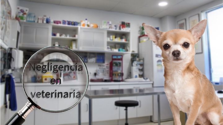 Denuncian presunta negligencia en veterinaria de Pachuca; perrita murió