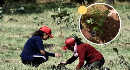 Siembran árboles gratis en Veracruz - Boca del Río para mitigar calor; mira los requisitos