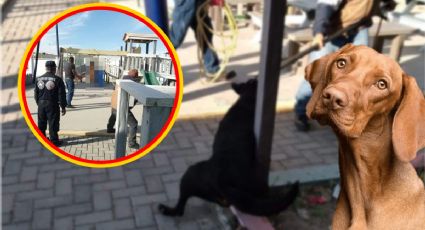 Nuevo caso de maltrato a perros en Tizayuca enoja a pobladores; ayuntamiento responde