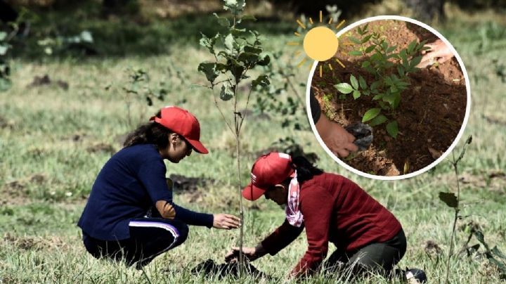Siembran árboles gratis en Veracruz - Boca del Río para mitigar calor; mira los requisitos
