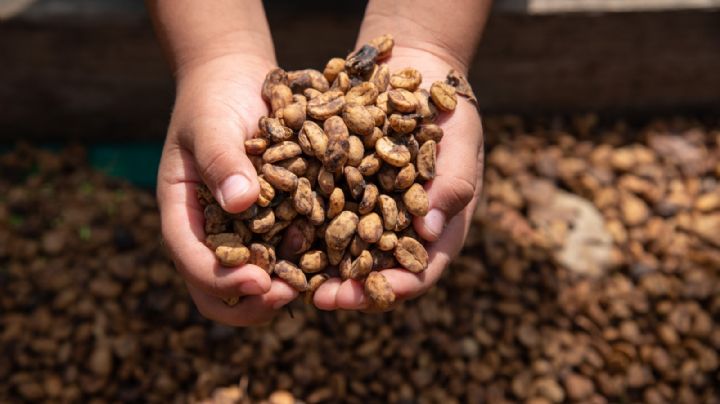 Sabre nueva fecha del taller de tostado de café en Córdoba