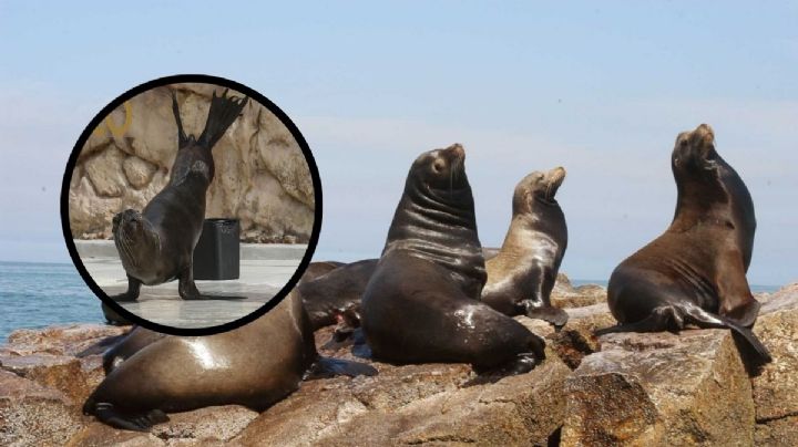 Datos que no sabías de los Lobos Marinos, nueva especie del Aquarium de Veracruz