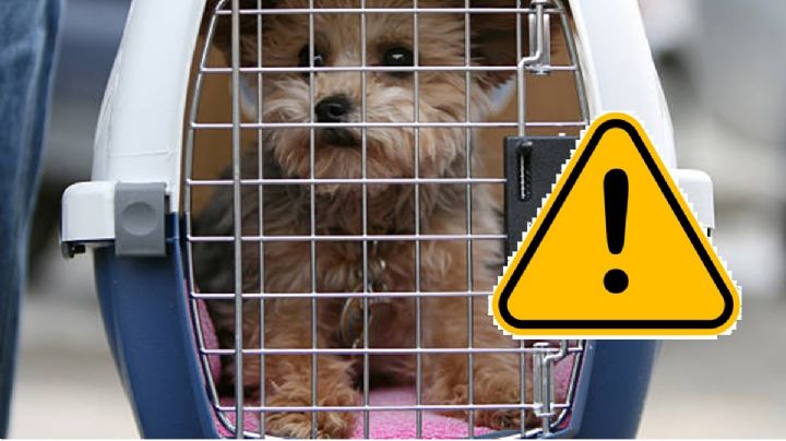 Denuncian robo de perro y tunden a los dueños en redes... por irresponsables