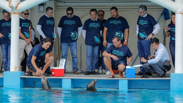 ¿Cuándo abre el nuevo Lobario del Aquarium de Veracruz?