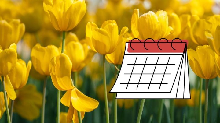 Florerías de Veracruz se suman al trend de las flores del 29 de febrero