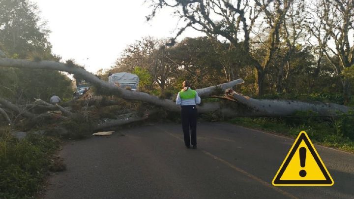 Cae árbol en carretera Coatepec - Tuzamapan y cierra vialidad