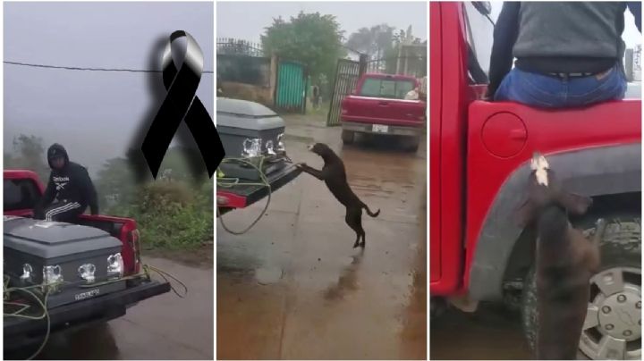 Lo más triste que verás: Kalimba, perrita criolla, no se separa del ataúd de su amo en su sepelio | VIDEO