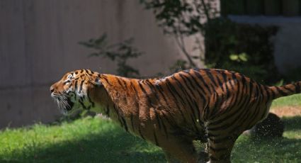 Hallan tigre decapitado en Valle de Bravo, Edomex