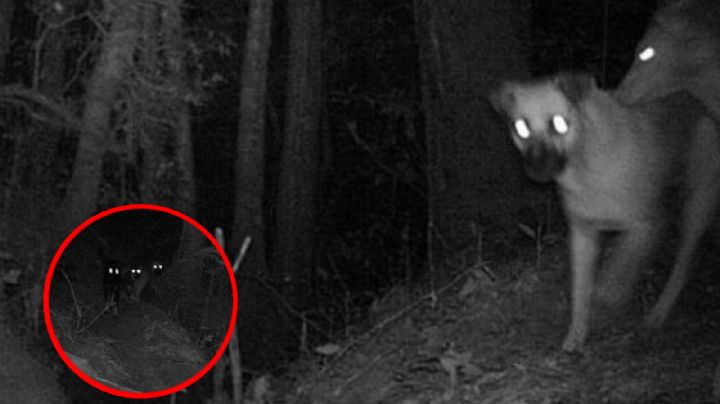 Perros salvajes devoran animales de granja en Guanajuato