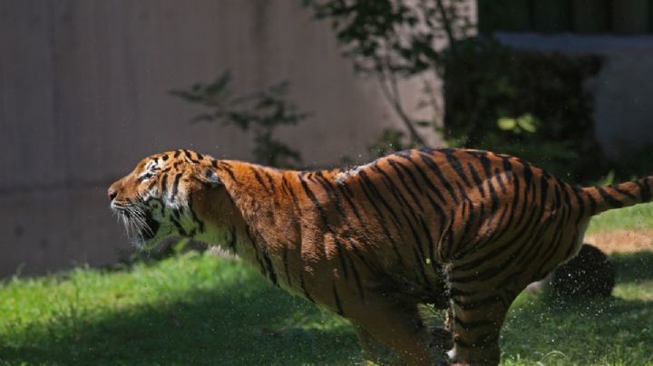 Hallan tigre decapitado en Valle de Bravo, Edomex