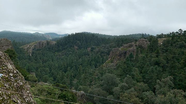Estrés hídrico ocasiona plagas en árboles del Parque Nacional El Chico