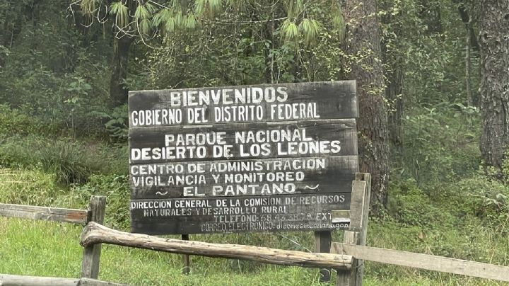 La importancia del bosque de oyamel, gran pulmón de la CDMX