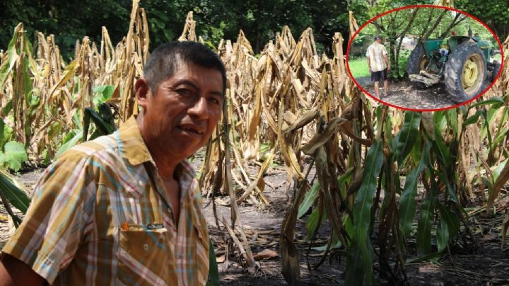 “Nos fue un poco jodido”: Agricultor chiapaneco cuenta estragos de sequía y abandono al campo