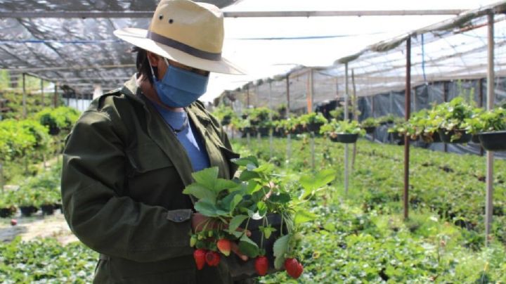 Programa Bienestar te paga hasta 25,000 pesos por este trabajo en CDMX | REQUISITOS
