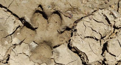Detectan huellas de perros salvajes que atacan al ganado en Guanajuato