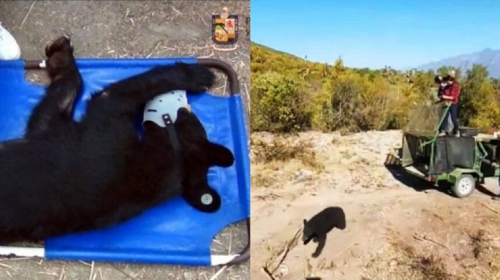 ¿Osos con diabetes en Nuevo León? Especialistas atribuyen enfermedad a comida chatarra de humanos