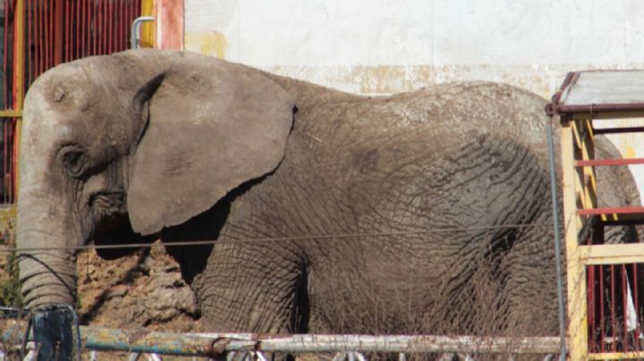 Captamos a una elefanta flaca y esquelética que sufre el olvido del circo Atayde ; vive peor que antes