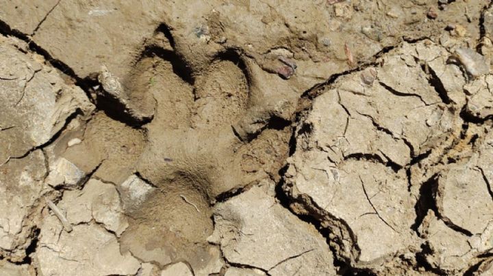 Detectan huellas de perros salvajes que atacan al ganado en Guanajuato