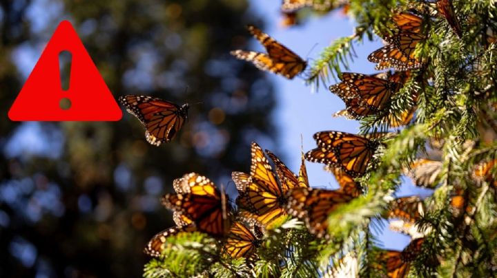 ¿Cuáles son los 3 factores que han ahuyentado la llegada de la mariposa monarca a México?
