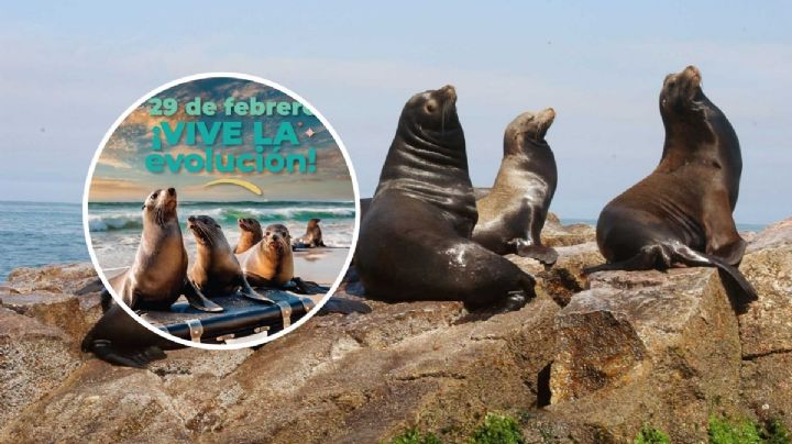 Con "Ambientón", abrirán recinto de lobos marinos en el Aquarium de Veracruz