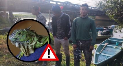 Caen 3 por capturar a más de 50 iguanas en el sur de Veracruz