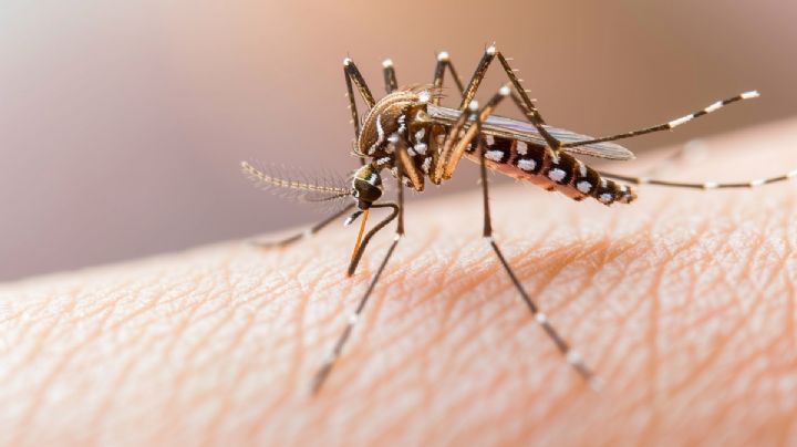 Dengue en el mundo: Brasil, Ecuador y Perú, crecen casos a cifras alarmantes