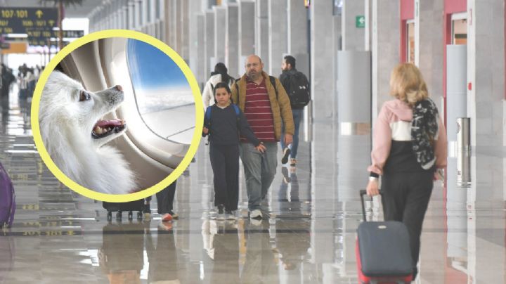 ¿Que pasa si viajo con mi mascota desde el AIFA?